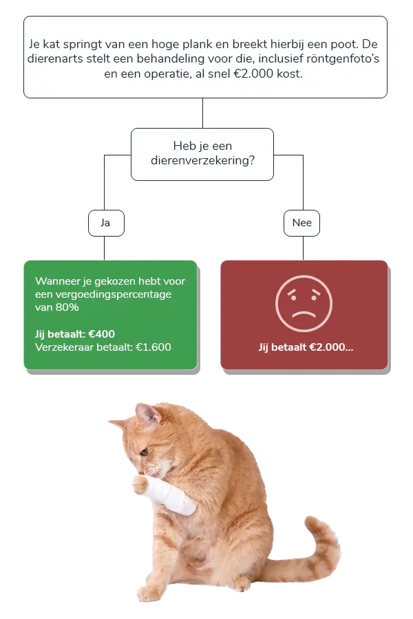 Waarom een kattenverzekering?