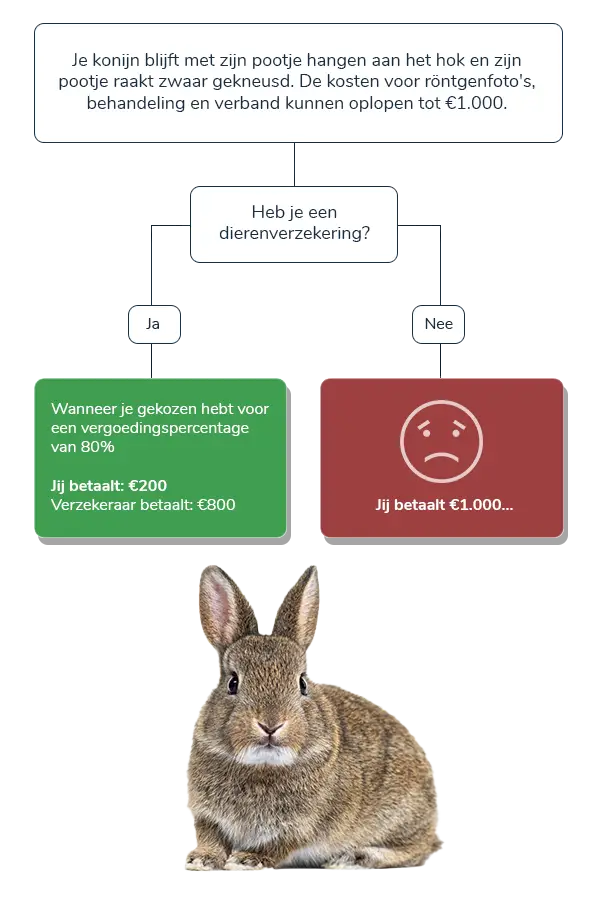 Waarom een dierenverzekering?