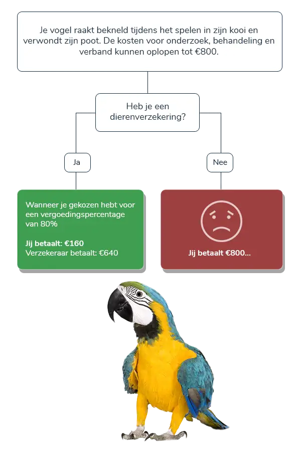 Waarom een vogelverzekering?