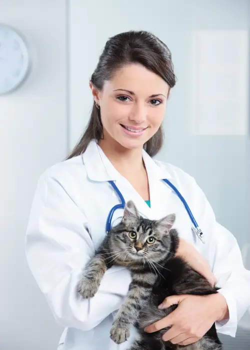 Kattenverzekering vergelijken