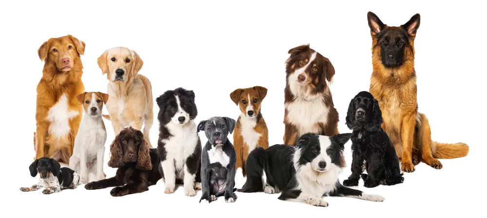 Vergelijk Dierenverzekering | Beste keuze sinds 2010 - VergelijkDierenverzekering.nl