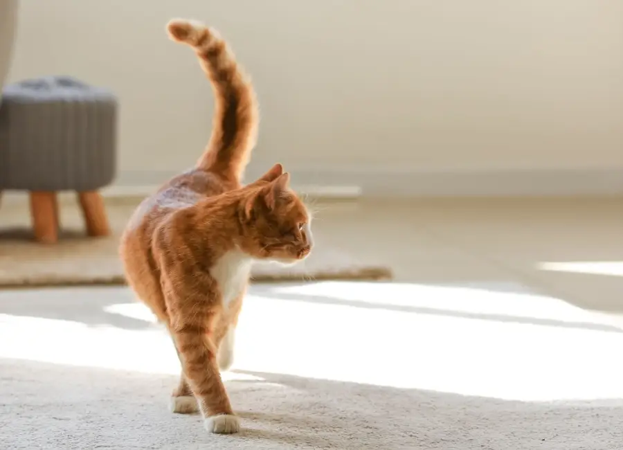 Binnenkat of buitenkat: wat past bij jouw kat?