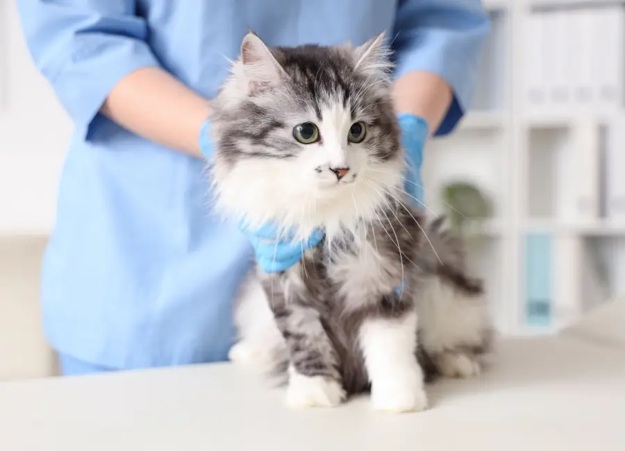 Raskatten en erfelijke aandoeningen: worden die vergoed door je kattenverzekering?
