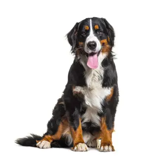 Hond