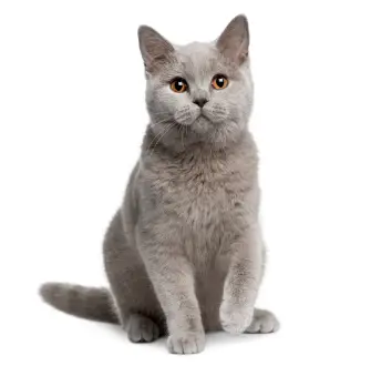 Kat