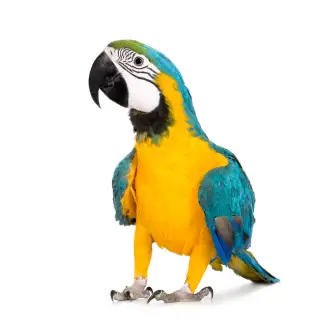 Vogel