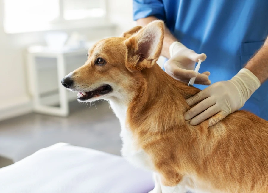 Vaccinaties en honden