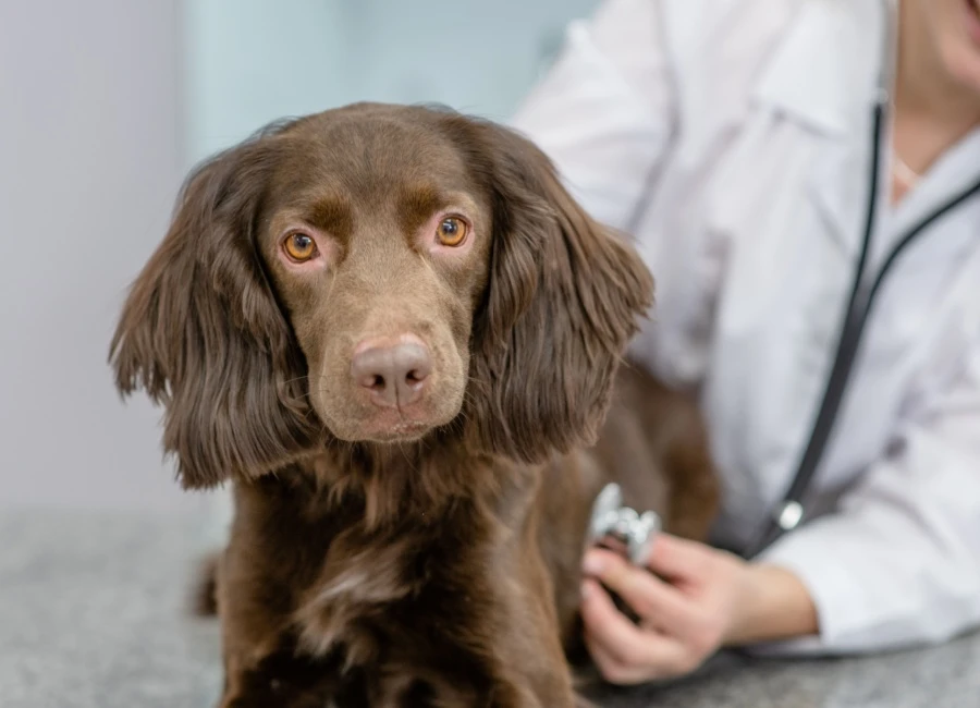 Dierenartskosten voor honden