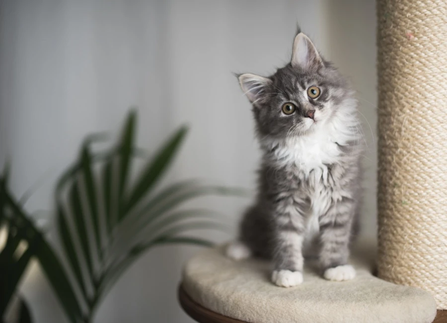 Wat kost een kittenverzekering?