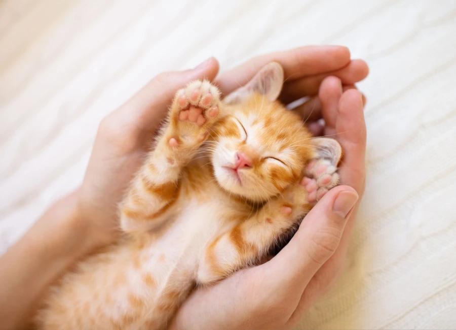 De eerste weken met je kitten