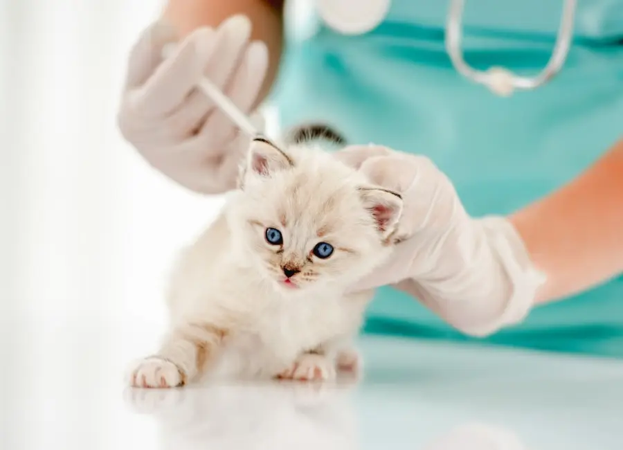 Het belang van preventieve zorg voor je kat