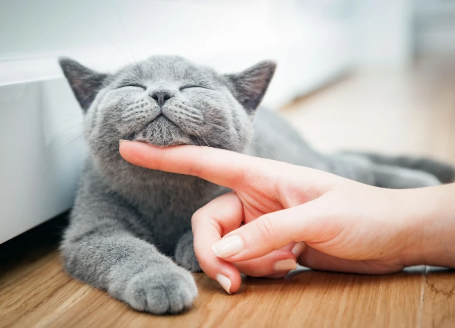 Wat kost een kattenverzekering?