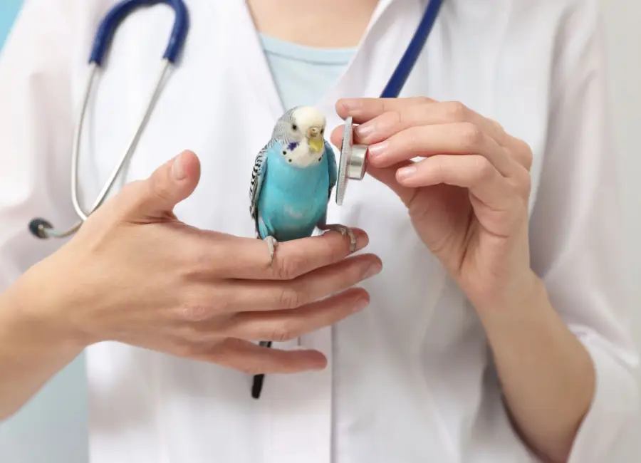 Veelvoorkomende gezondheidsproblemen bij papegaaien en preventie