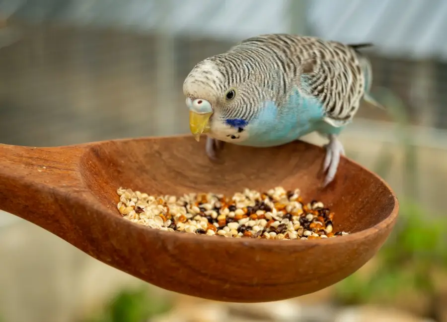 De juiste voeding voor een gezonde papegaai