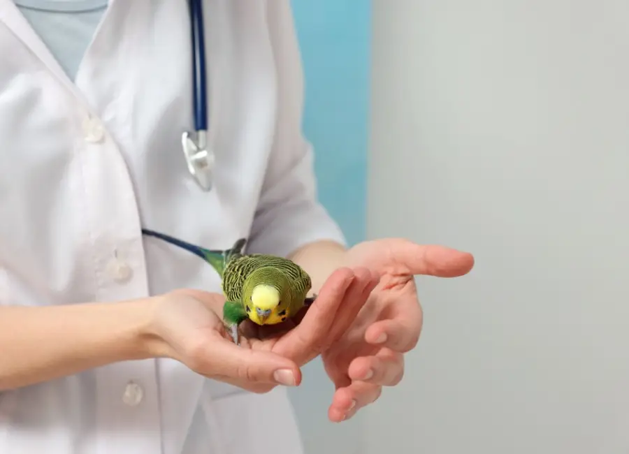 De rol van de dierenarts in het verzekeren van de gezondheid van je vogel