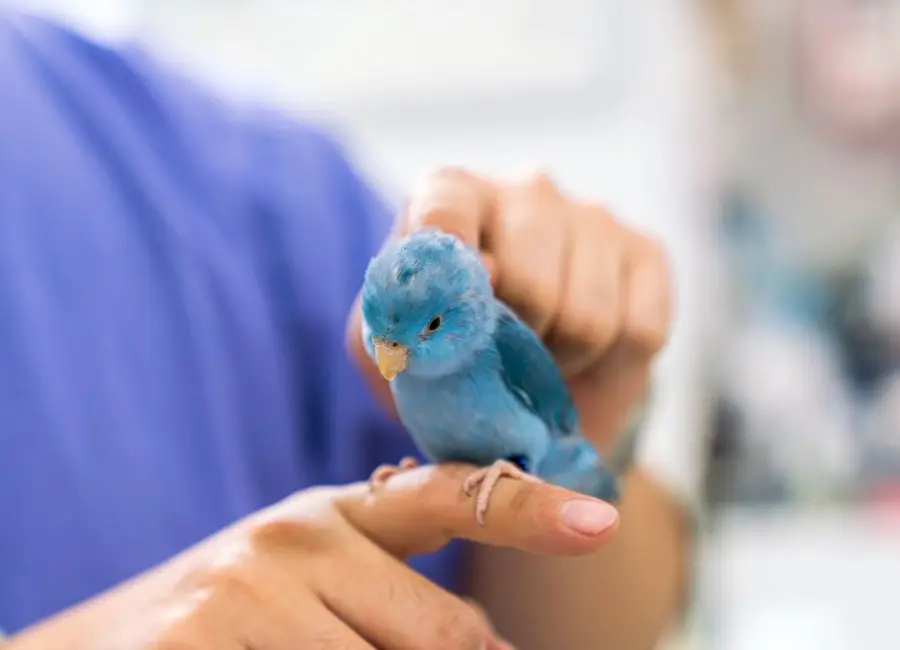Waarom je vogel een verzekering nodig heeft