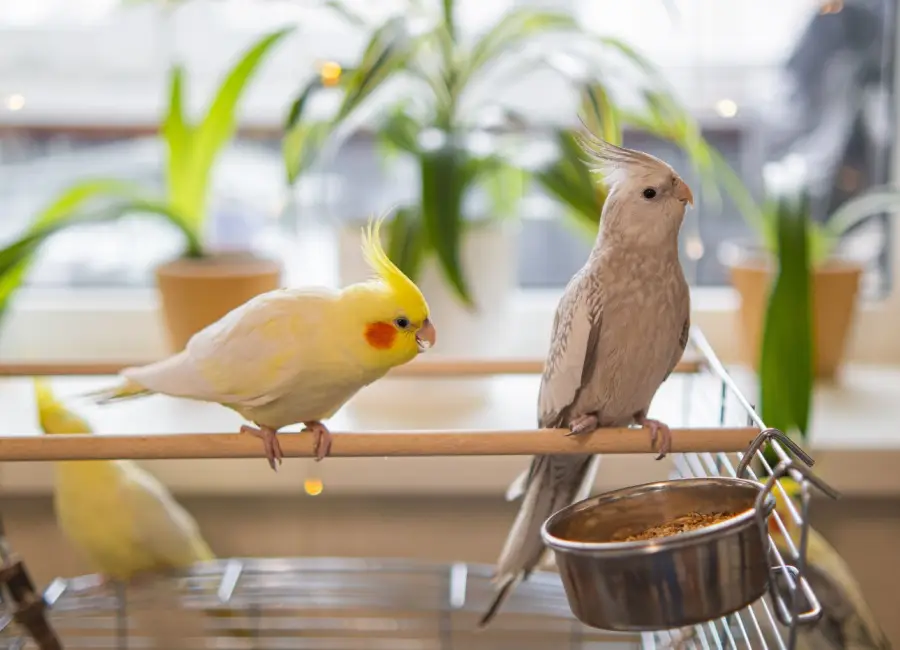 Vleugeltrimmen van je vogel