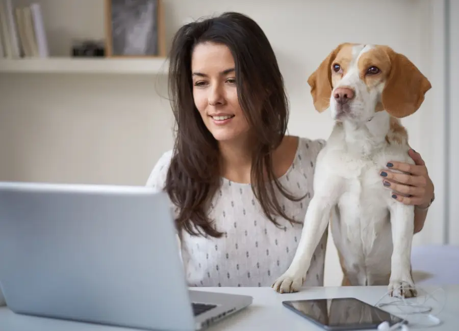 Populariteit van dierenverzekeringen in nederland