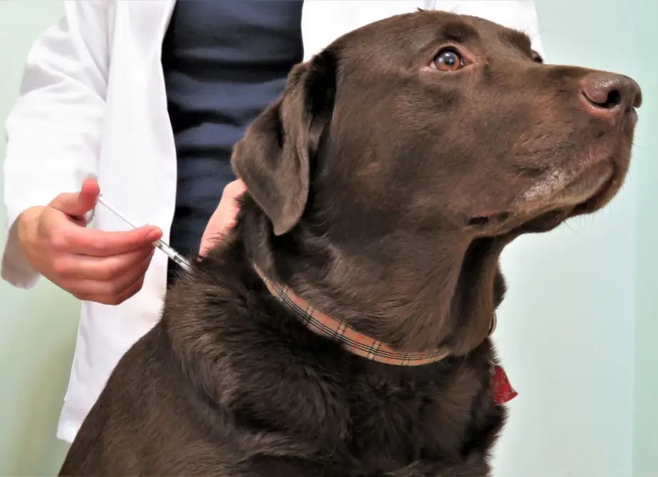 ACM onderzoekt hoge tarieven en betrouwbaarheid dierenartsenpraktijken
