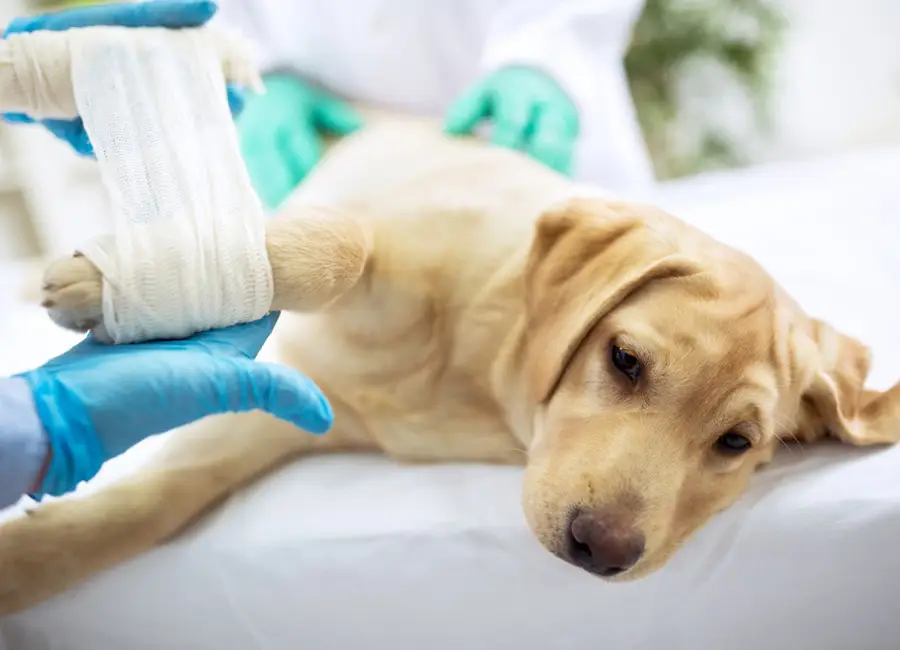 Kosten operatie hond