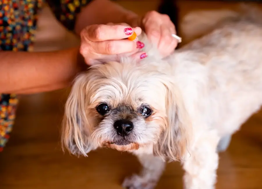 Diabetes bij je hond