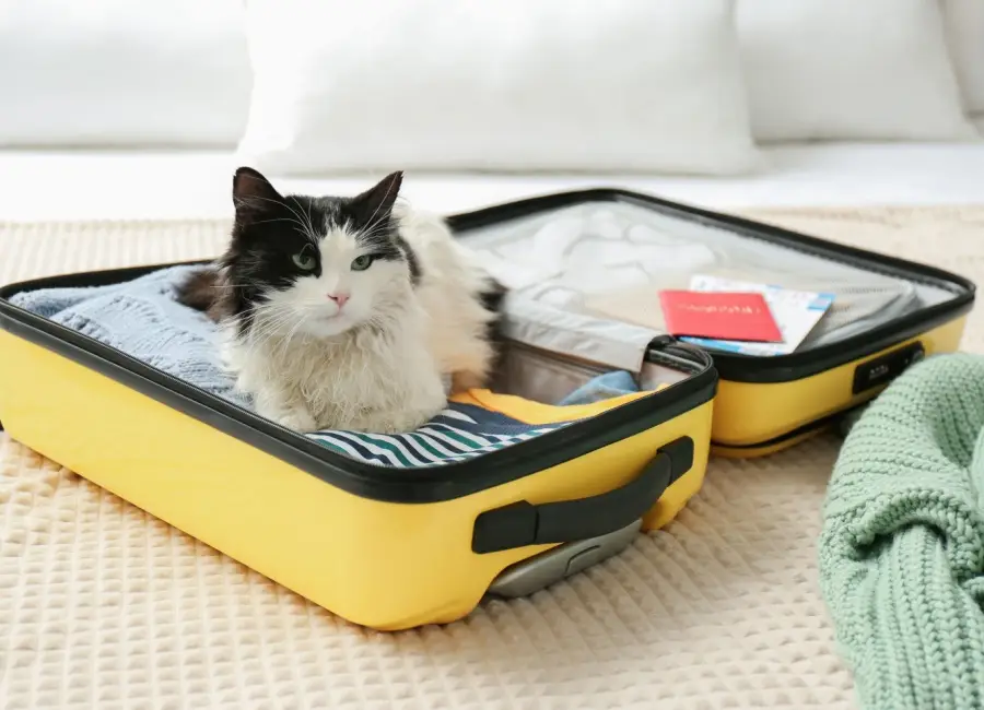 Kat mee op vakantie of logeren?