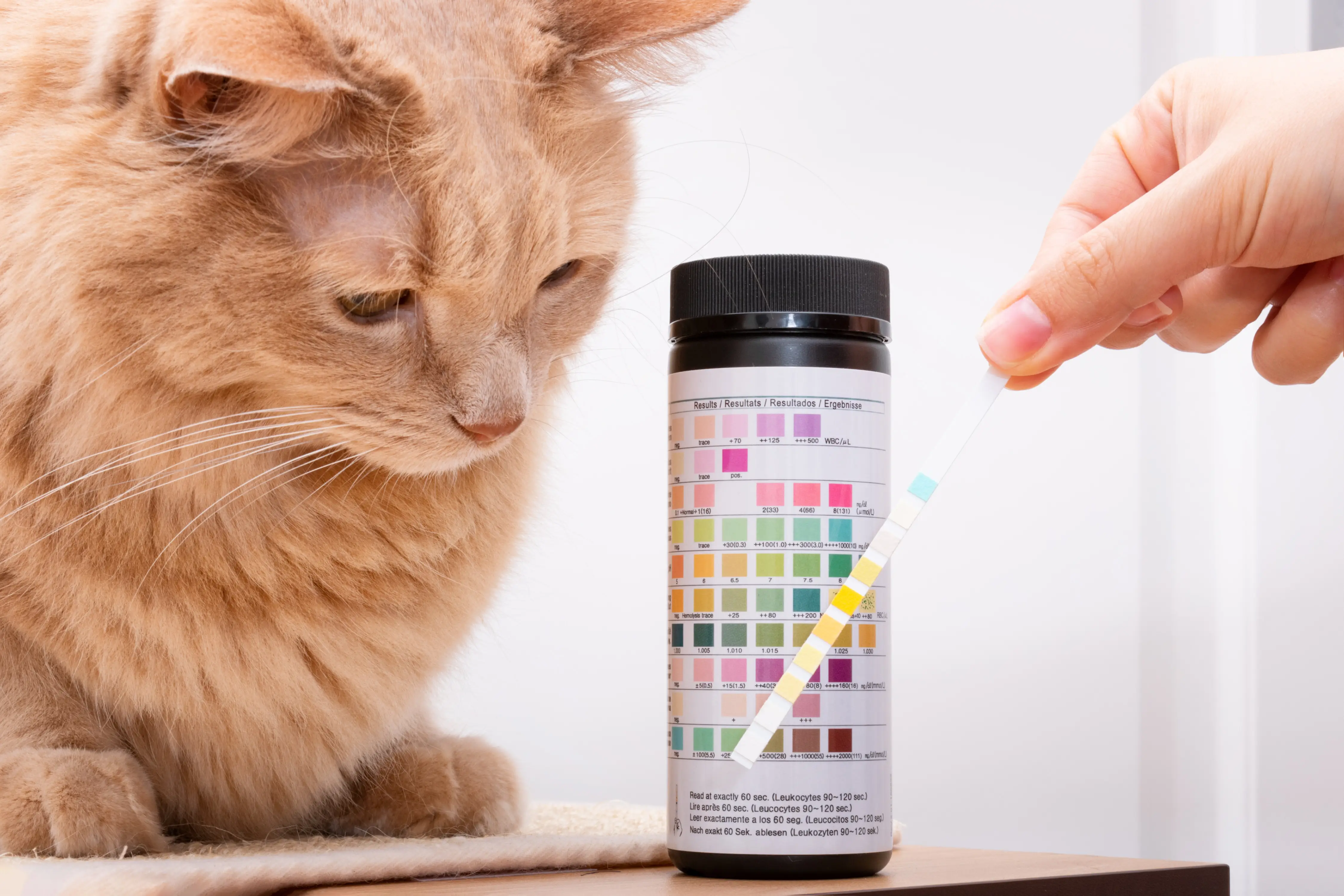 Urineonderzoek bij je kat