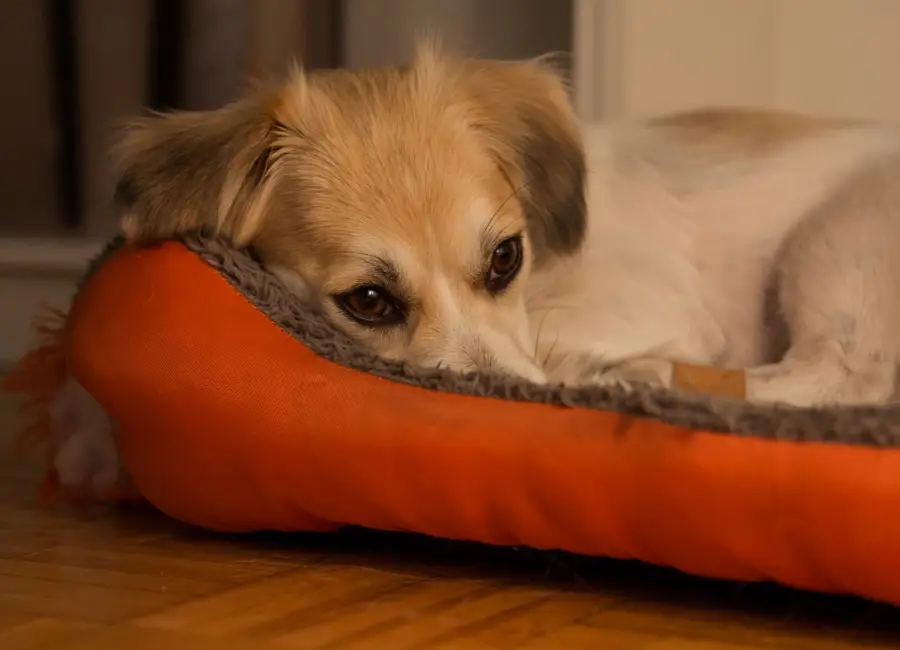 Stress en angst bij je hond