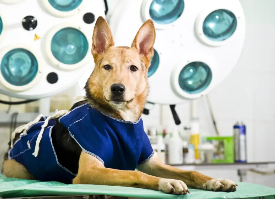 Castratie bij je hond