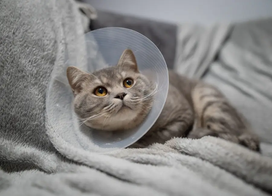 Castratie bij je kat