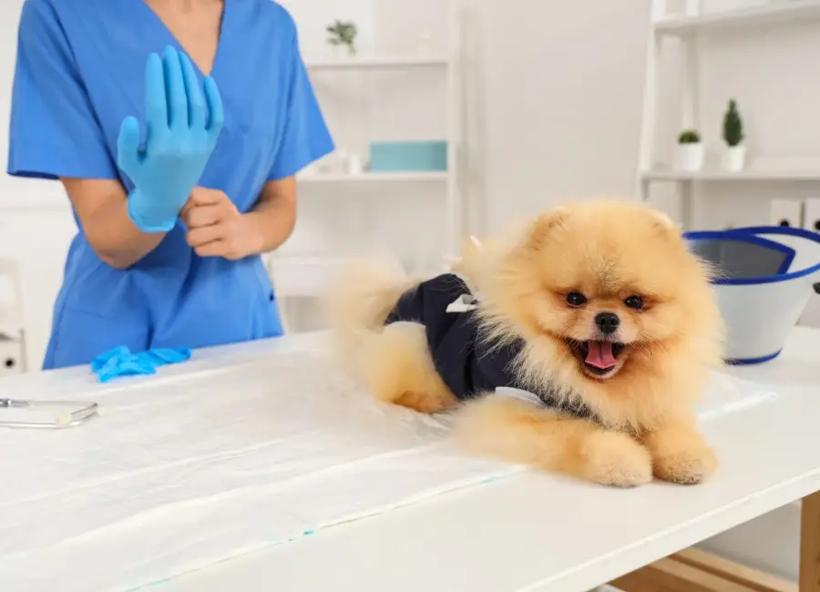 Sterilisatie hond