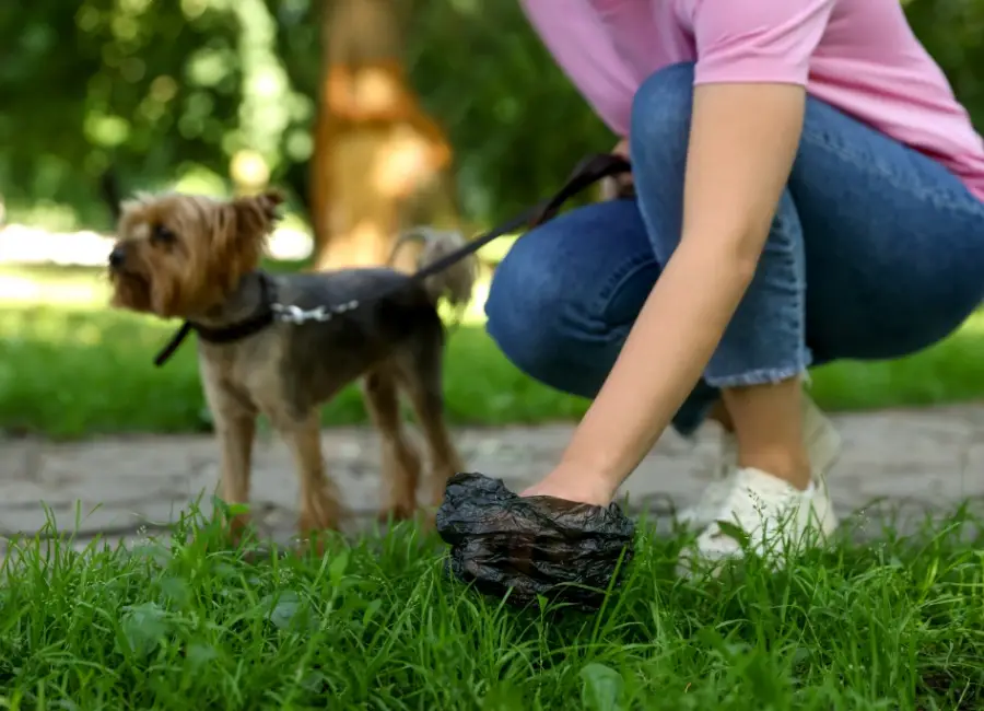 Bloed in de ontlasting van je hond