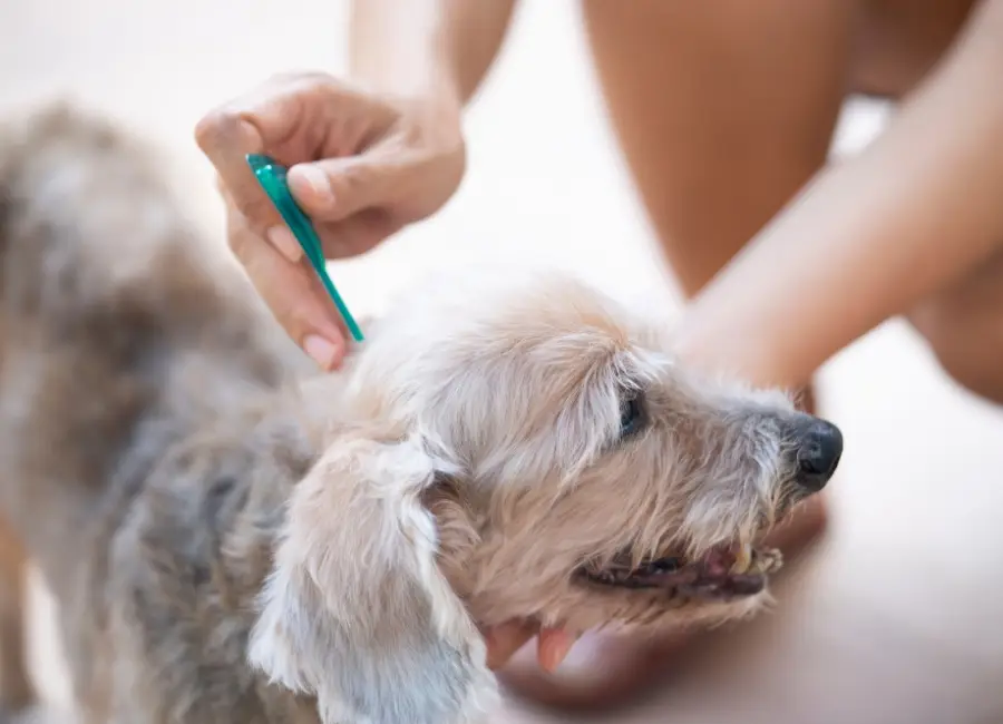 Teek verwijderen bij je hond