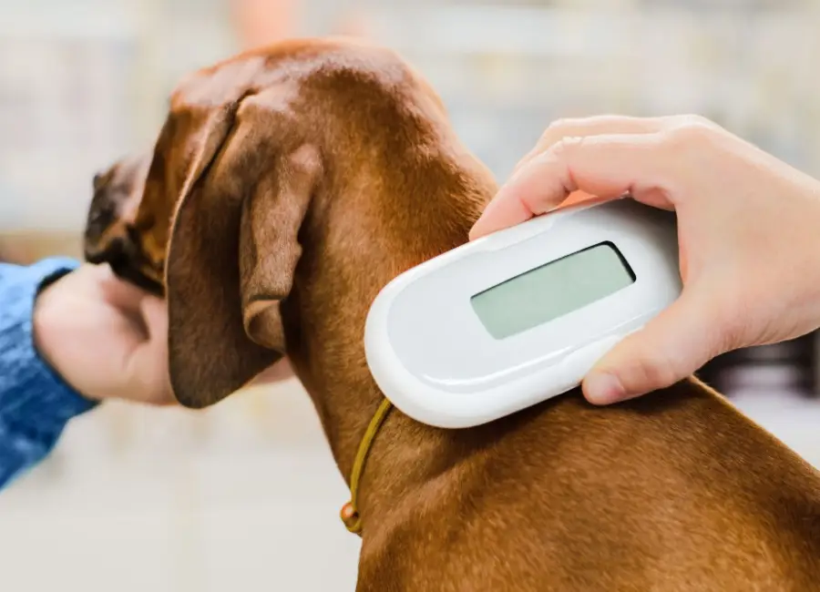 Je hond laten chippen en registreren