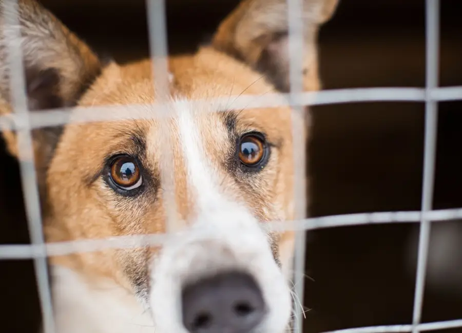 Een hond uit het asiel adopteren