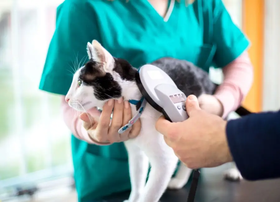 Je kat laten chippen en registreren