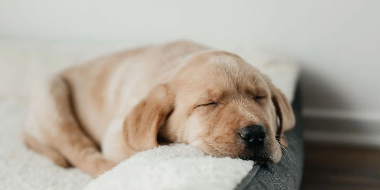 Wat kost een puppyverzekering?
